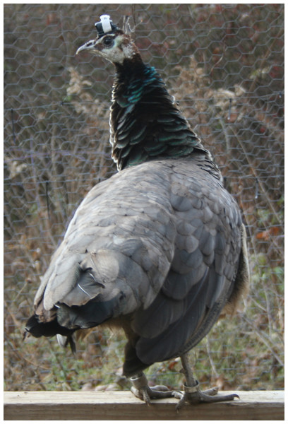 Peahen on the roost wearing an accelerometer.