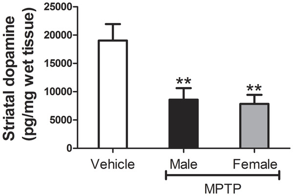 Measures of striatal DA levels in male and female mice.