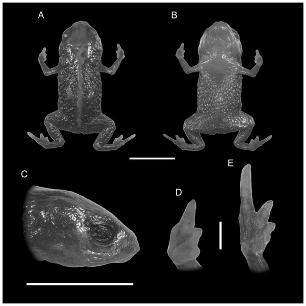 Holotype of Brachycephalus quiririensis (DZUP 172).