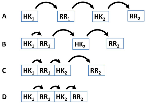 Four different patterns of covalent linkage between the protein domains involved in phosphorelays.