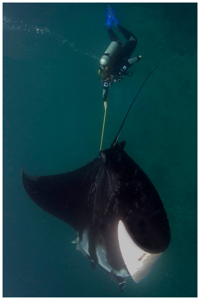 Mucus sampling with a toothbrush mounted on an extendable pole.