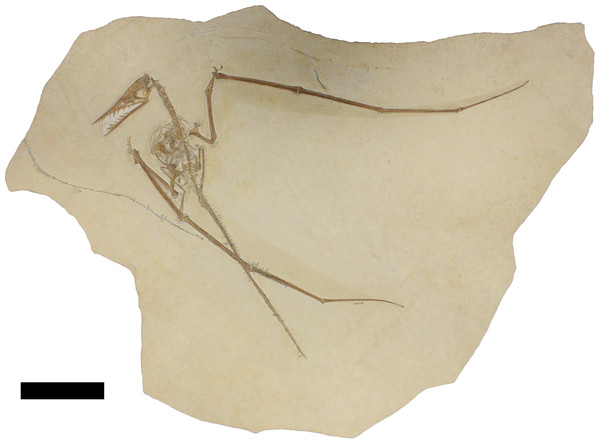 Specimen TMP 2008.41.001 of Rhamphorhynchus muensteri.