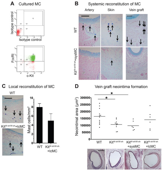 Reconstitution of WT mast cells to KitW−sh/W−sh mice.