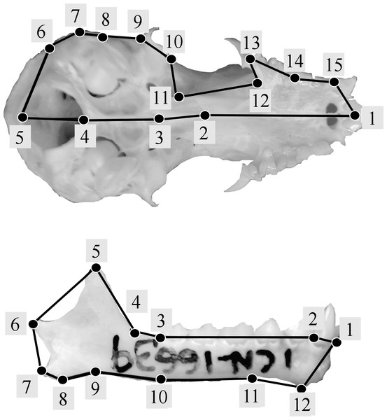 Landmark configurations used in this study for the analysis of shape variation of skull (A) and jaw (B).