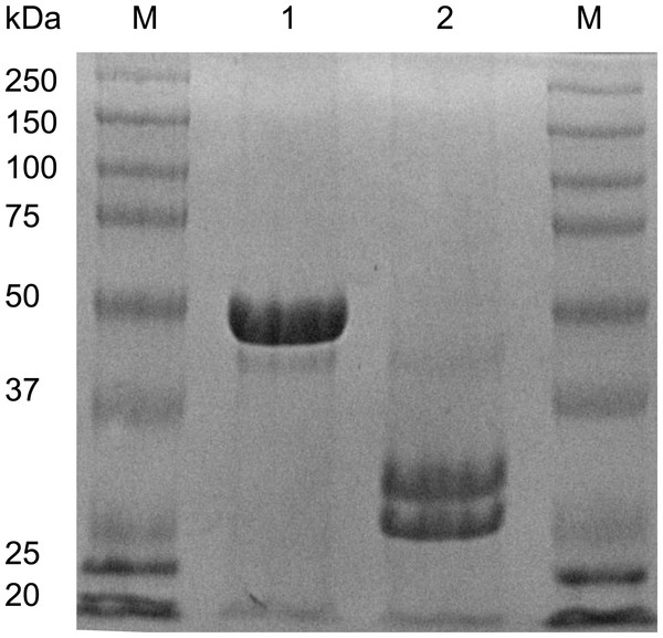 SDS-PAGE analysis of EHL.