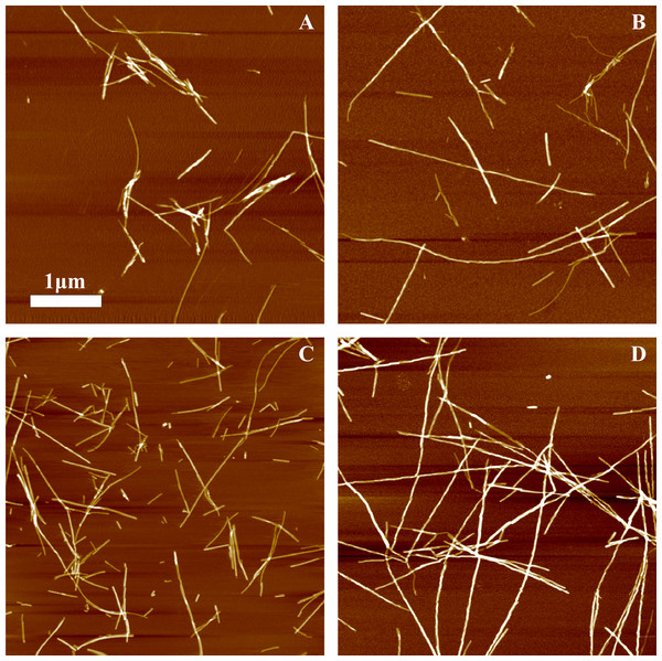 AFM images of rMoPrP amyloid-like aggregates.