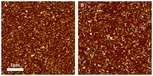 AFM images of rPrP-A4M fibrils after 300 s (A) and 30 s (B) sonication.