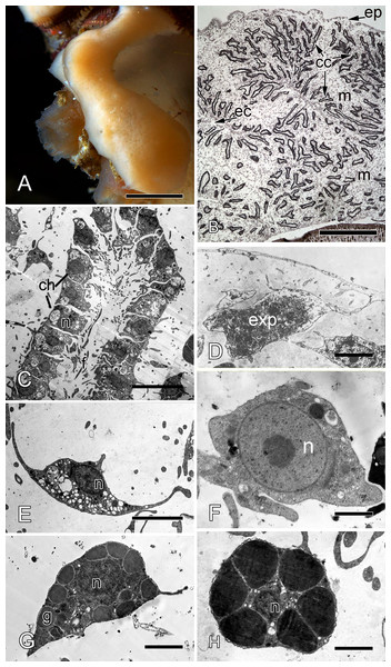 Halisarca dujardini habitus and the morphology of intact sponge.