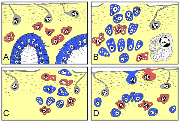 Schematic representation of Halisarca dujardini regeneration and the origin of new exopinacocytes and choanocytes.