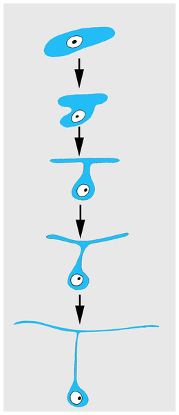 Scheme of principal mode of different cells transformation into T-shaped exopinacocytes by cell flattening parallel to sponge surface, immersion of main cytoplasmic volume of cell with the nucleus inside the ectosome, and formation of a fine cytoplasmic bridge between the apical plate and the immersed part of the cell.