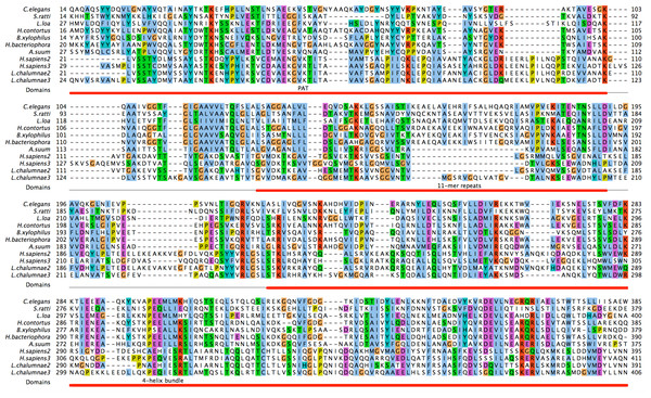 Identification of C. elegans protein W01A8.1a as a close homologue of vertebrate perilipin.