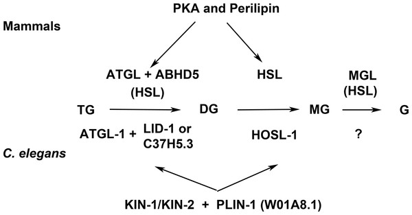 Enzymes and regulatory proteins involved in lipolysis (Adapted from Lass et al., 2011).