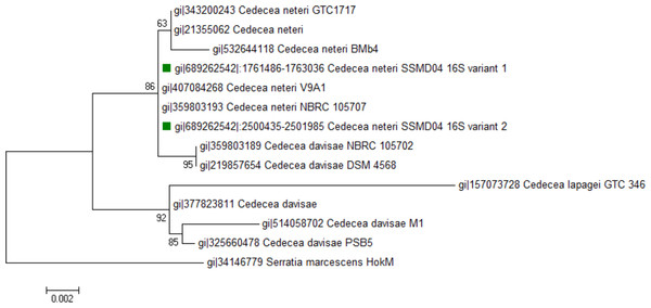 Phylogenetic tree showing the position of C. neteri SSMD04 (green squares) relative to other Cedecea spp.