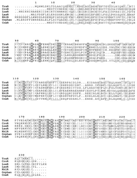 Multiple sequence alignment of CneR, C. neteri SSMD04 orphan LuxR (Orphan) with five other canonical QS LuxR-type proteins.