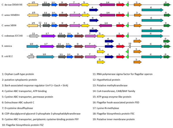 Organization of C. neteri SSMD04 orphan luxR and its flanking genes in comparison with other selected species C. davisae DSM4568, C. neteri M006, C. rodentium ICC168, Salmonella enterica subsp. enterica serovar Ch.