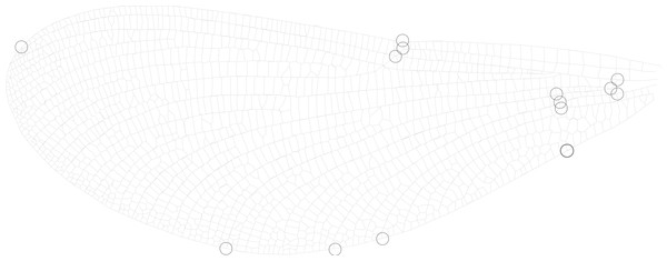 Wing landmarks for Calopteryx maculata.