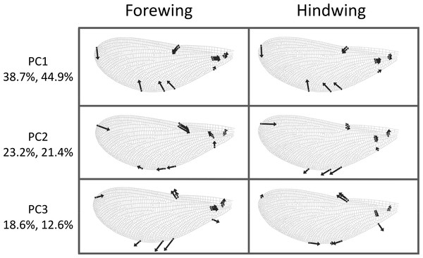 Shape variation in Calopteryx maculata wings.