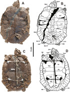 A global phylogeny of Pelomedusoides turtles with new material of ...