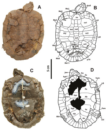 A global phylogeny of Pelomedusoides turtles with new material of ...