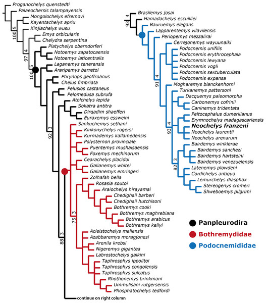 Phylogenetic trees for Pleurodira including Neochelys franzeni.