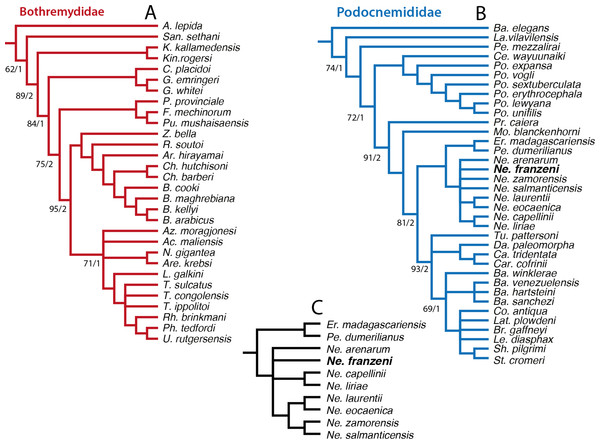 Phylogenetic trees for Bothremydidae and Podocnemididae including Neochelys franzeni.