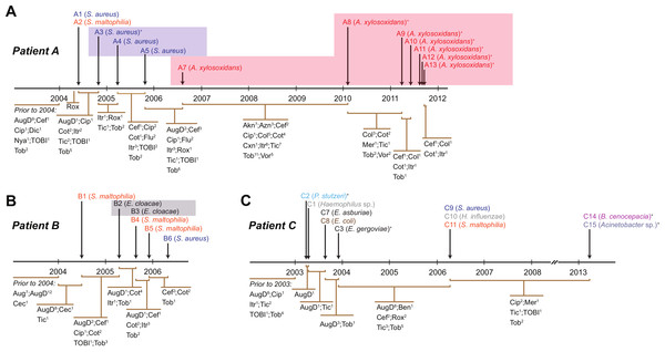 Timing of isolation of each sequenced strain for Patient A (A), Patient B (B) and Patient C (C).