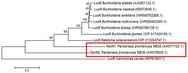 Phylogenetic tree of PpnR.