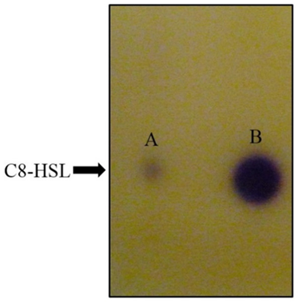 TLC bioassay overlaid with CV026 biosensor.