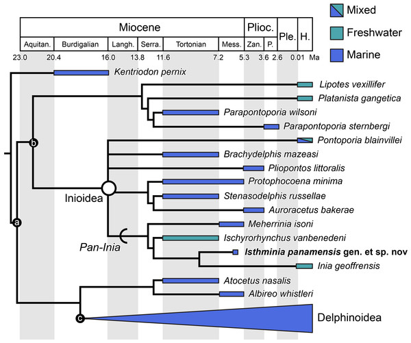 Stratigraphically calibrated phylogenetic tree of Inioidea.