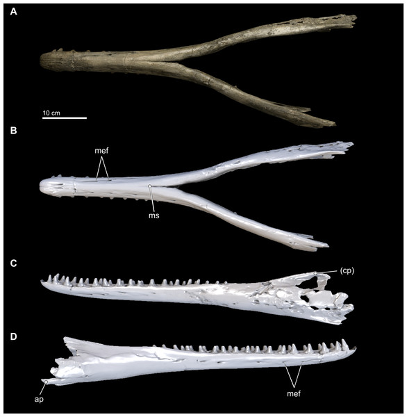 Mandibles in ventral and lateral views.
