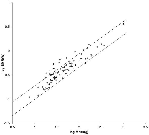 Log BMR as a function of log body mass for Cricetidae.