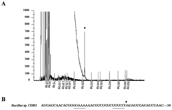 Mapping of RNA degradation product.