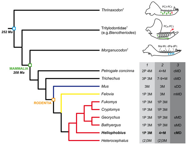 Phylogeny showing the dental characteristics and dynamics of some synapsids.