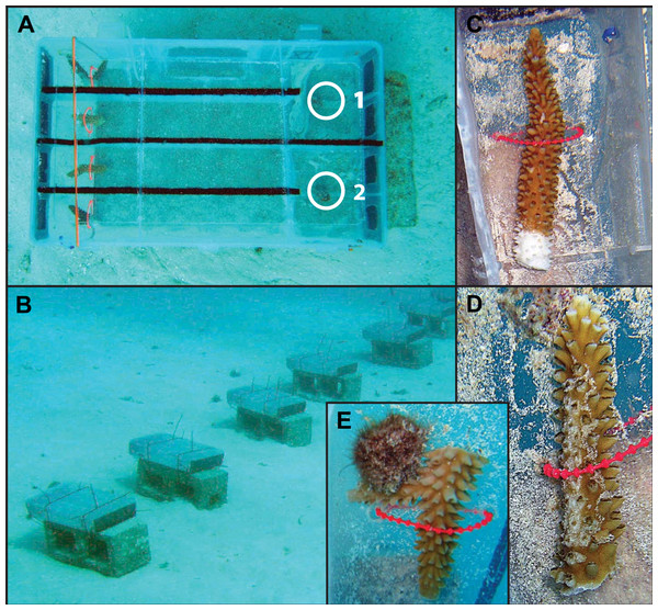Photo examples of experimental Y-maze chamber design and treatment coral fragments.