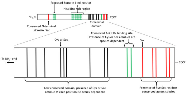 The receptor binding sites and selenocysteine (Sec) residues of vertebrate selenoprotein P (SEPP1).