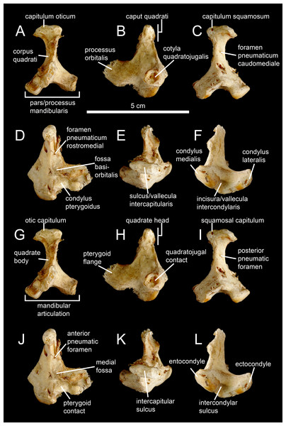 Avian and non-avian theropod terminology of the quadrate bone.