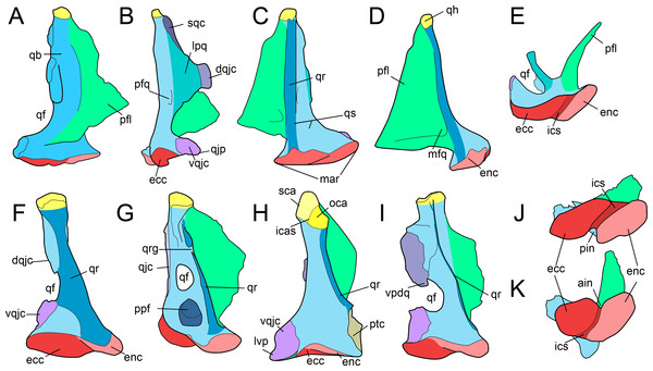 The Non-avian Theropod Quadrate I: Standardized Terminology With An ...