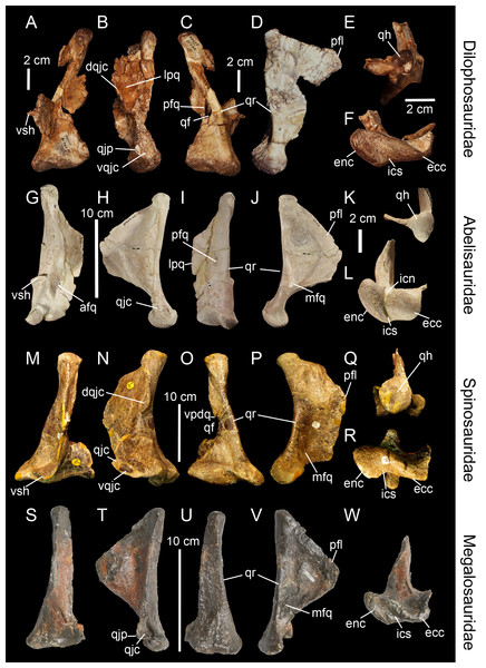 Topological homologies in the non-averostran theropod quadrate.