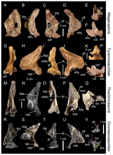 Topological homologies in the non-avian averostran quadrate.