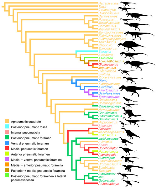 Distribution of quadrate pneumaticity in Theropoda.