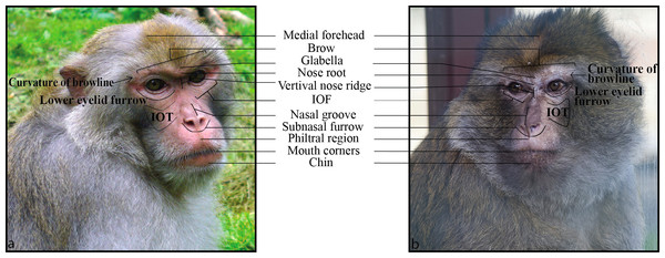 An illustration of key facial landmarks for Barbary (B) and rhesus (A) macaques.