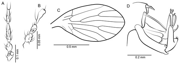 Palaeoparasycorax globosus n. sp. ♂.