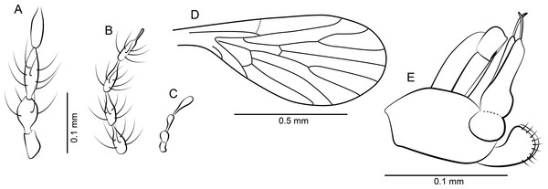Palaeoparasycorax suppus n. sp. ♂.