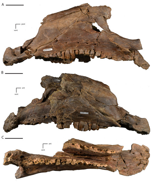 Anterior portion of the skull of Dakotadon lakotaensis (SDSM 8656).