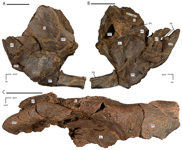 Anterior portion of the braincase and skull roof of Dakotadon lakotaensis (SDSM 8656).