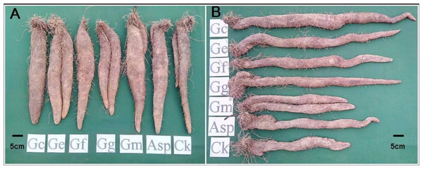 The tuber growth and development of Dioscorea spp. inoculated with six AMF species for eight months. (A) Ercih line. (B) Tainung 5.