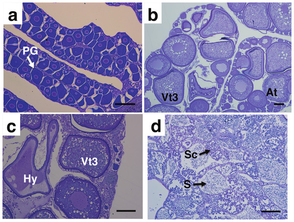 Photomicrograph of toluidine blue stained gonad cross sections of Mycteroperca olfax.