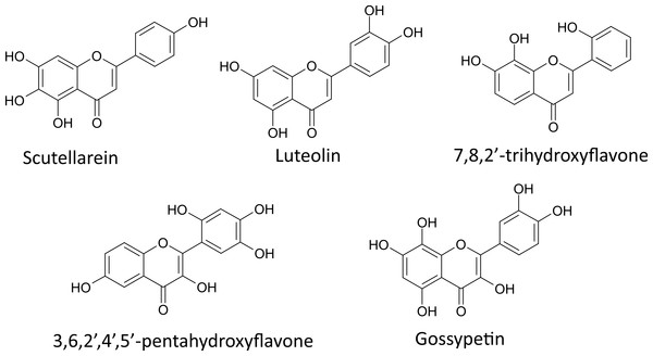 The best flavone inhibitors of insulin amyloid-like fibril formation.