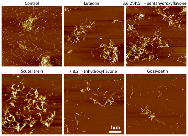 AFM images of Abeta aggregates. Abeta concentration was 15 µM.