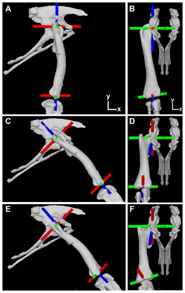 Illustration of the corrected joint axes in the Lesothosaurus model.